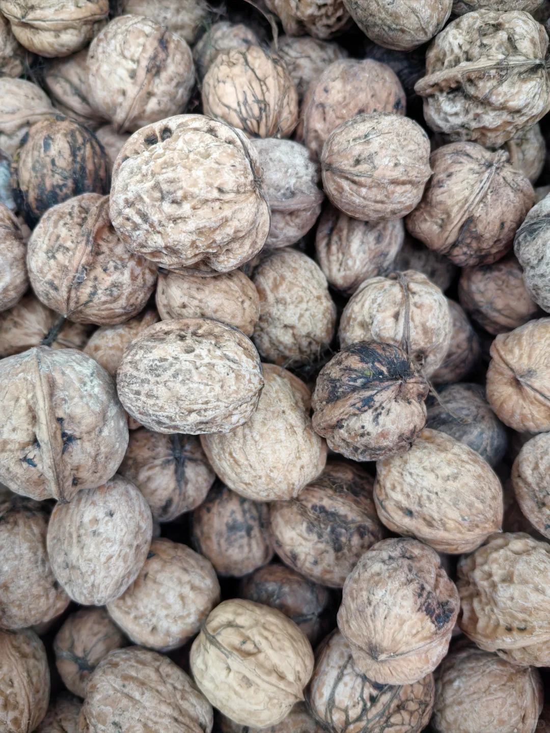 土核桃能加工成什么产品