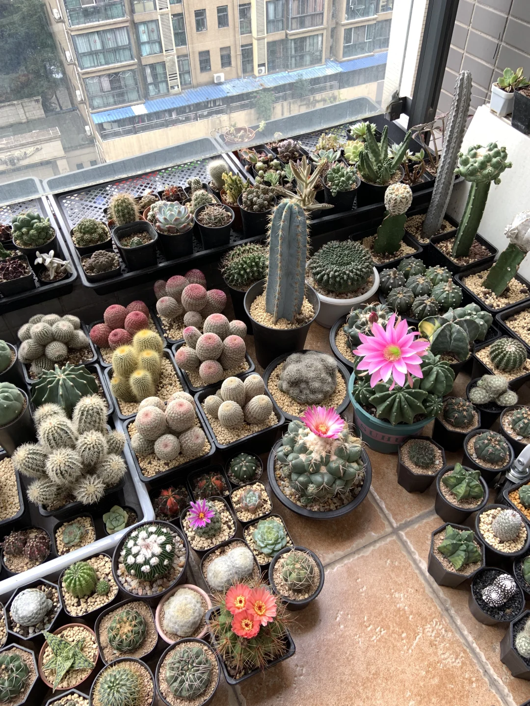 我的小阳台每天都有惊喜