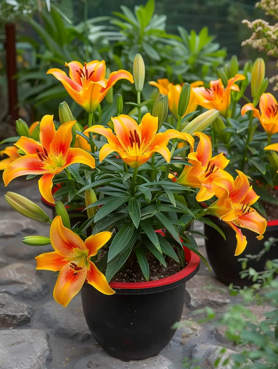 家里养花，香气四溢