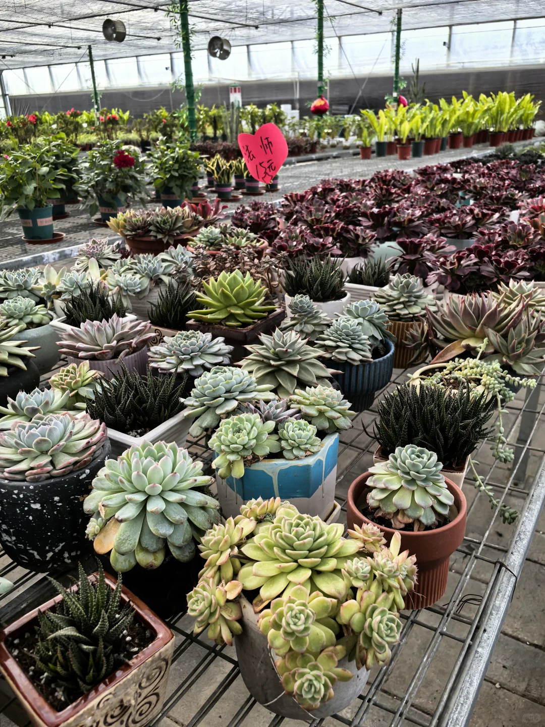 鑫善百园花卉大厅真不错！