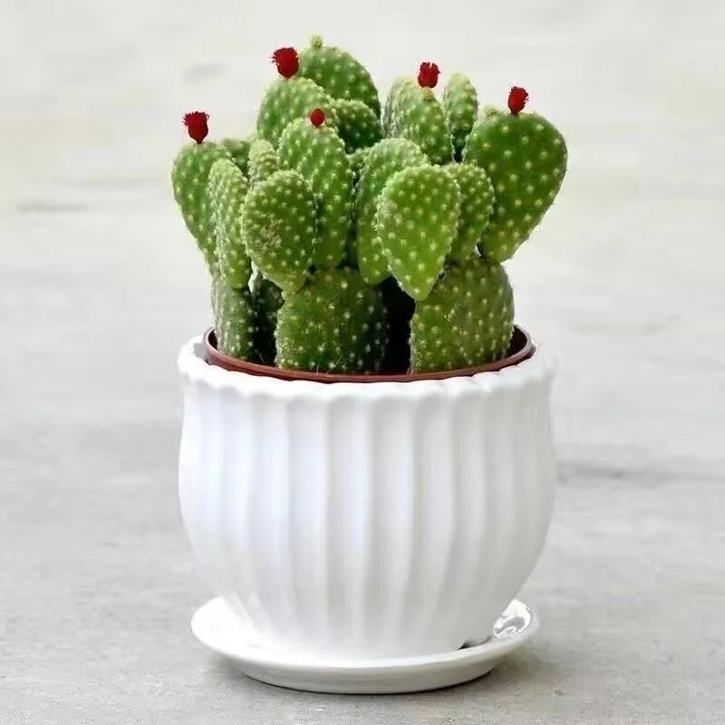 ?开花聚财山仙人掌桌面盆栽?