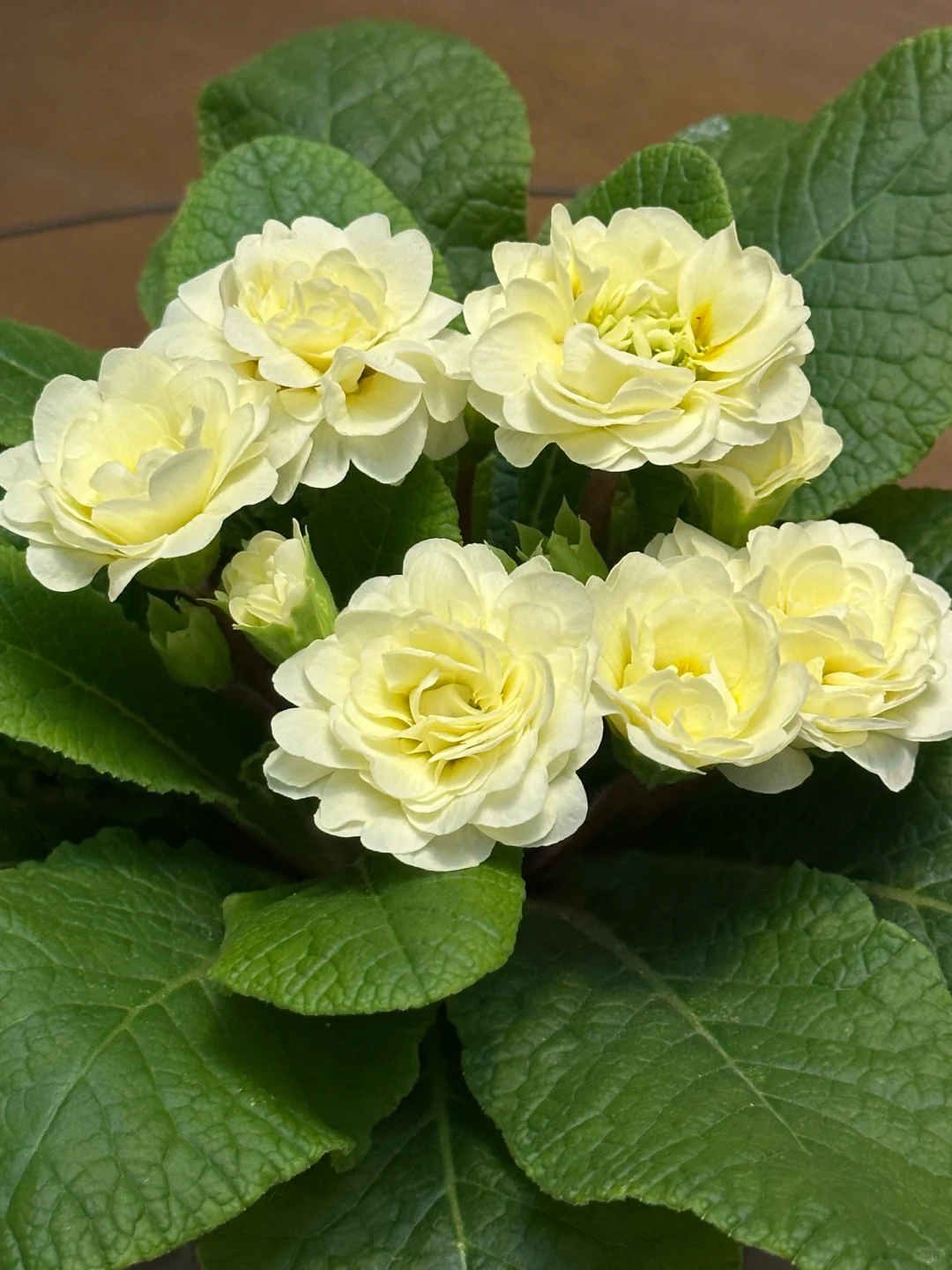 方兴长治进口Belarina重瓣报春花