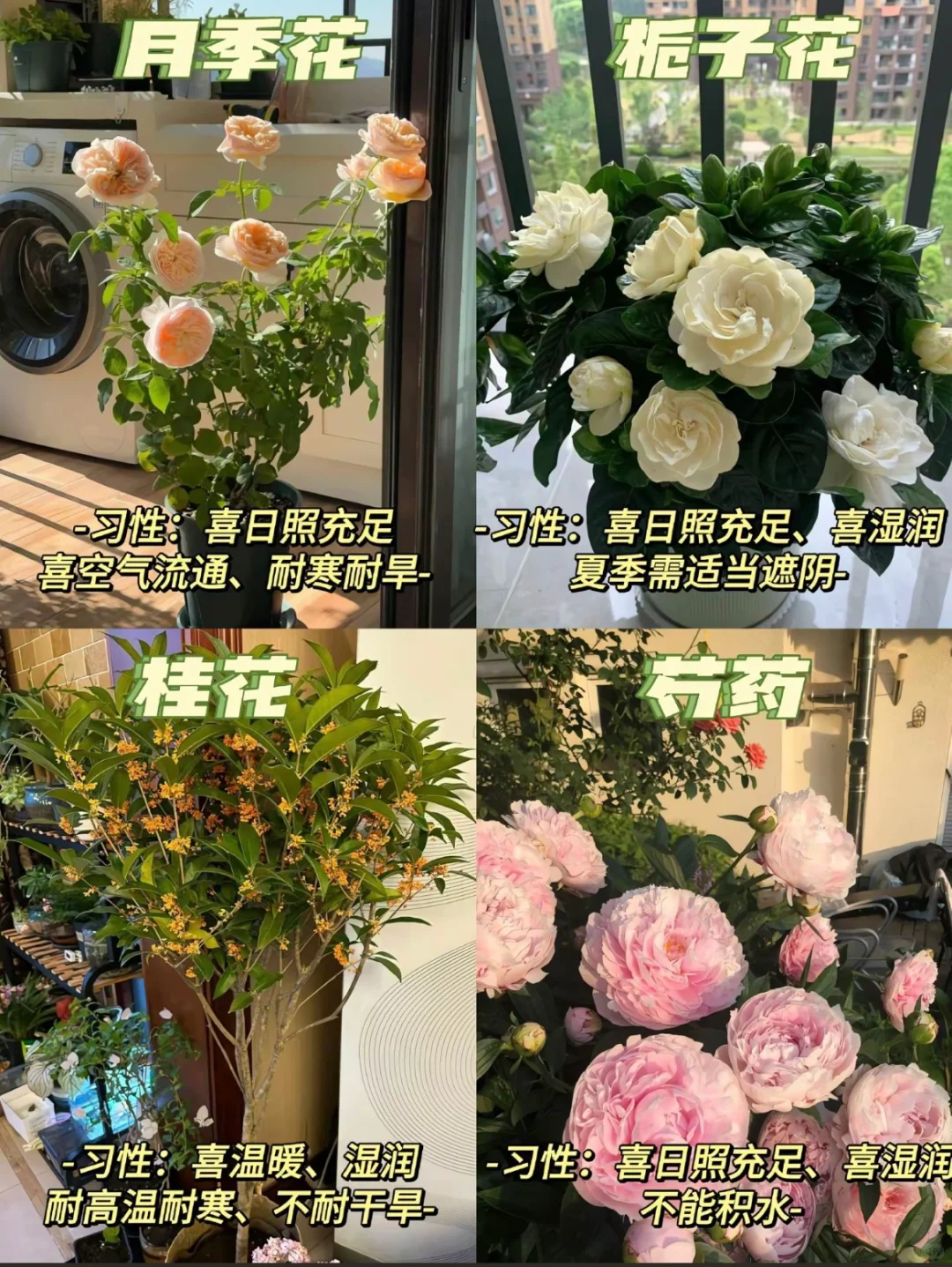 ?超级美丽室内盆栽｜让家秒变ins风小花园?