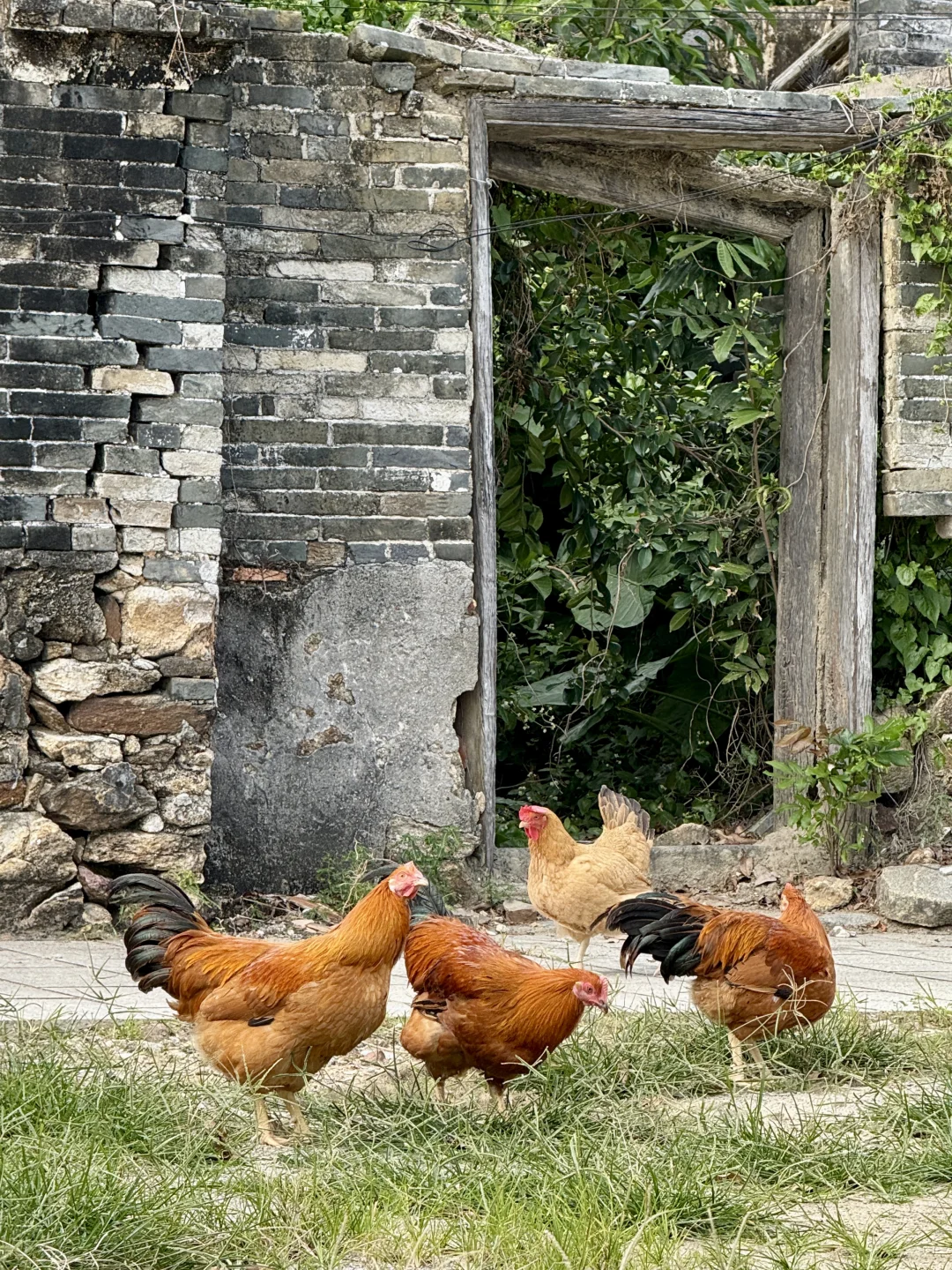 看到走地鸡就想吃的请点赞！高端食材谁不爱
