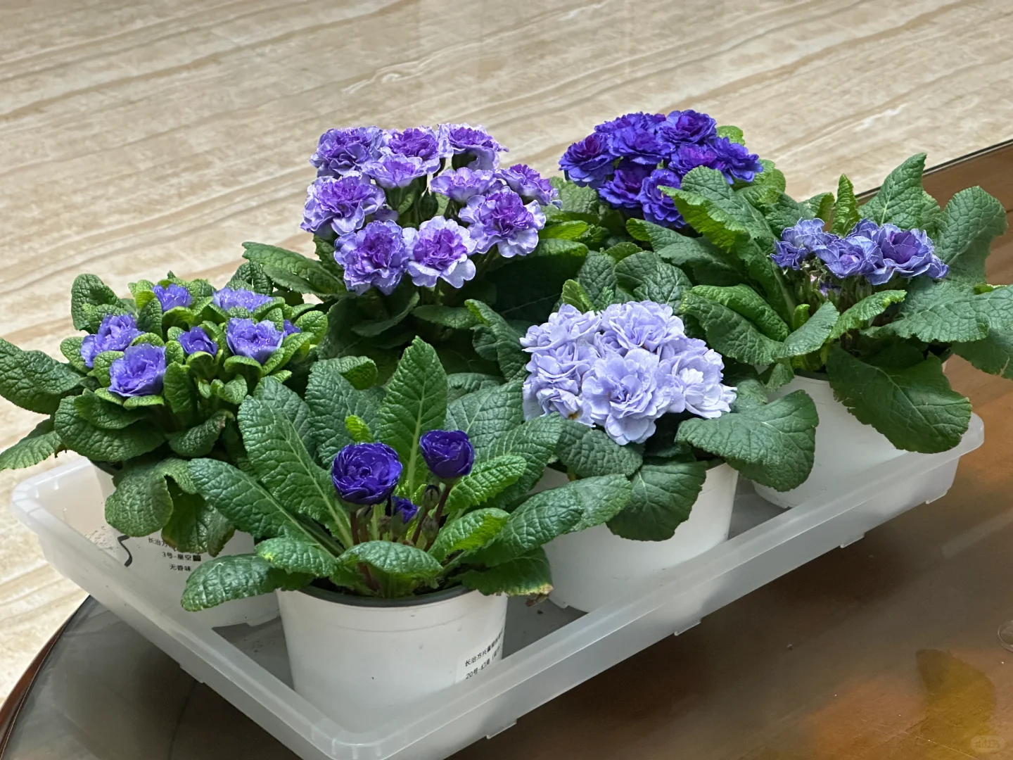 方兴长治进口Belarina重瓣报春花