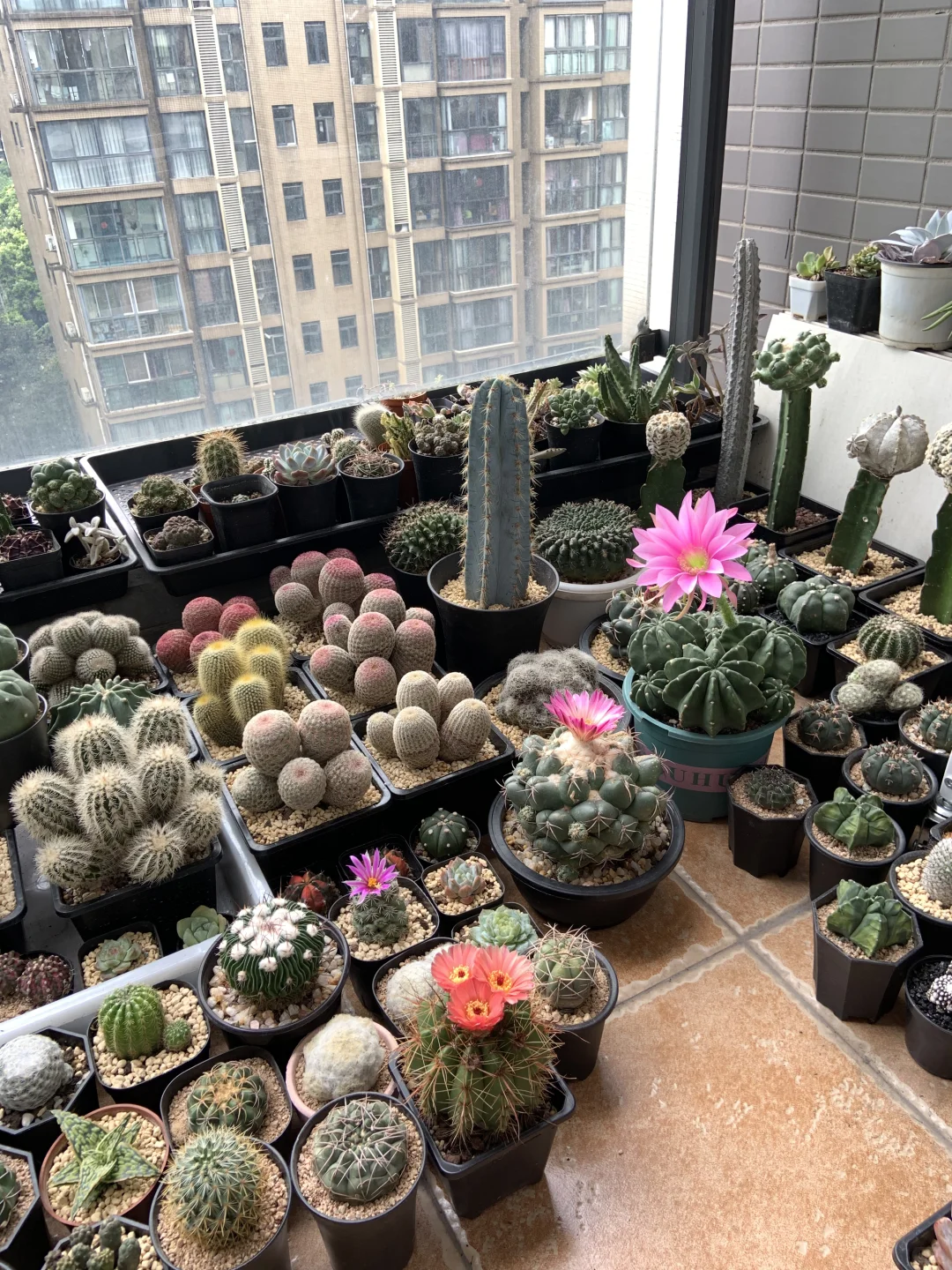 我的小阳台每天都有惊喜