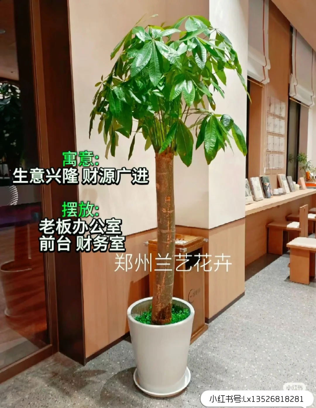 12种办公室大型绿植推荐｜寓意+养护指南