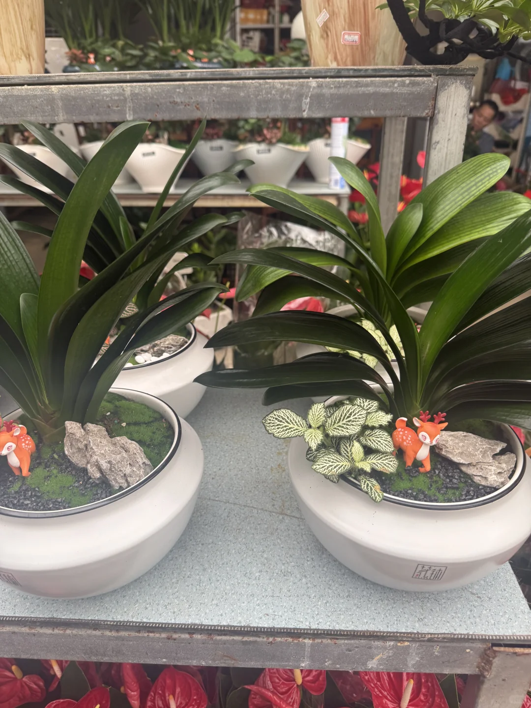 这花太漂亮了！太好拍了！