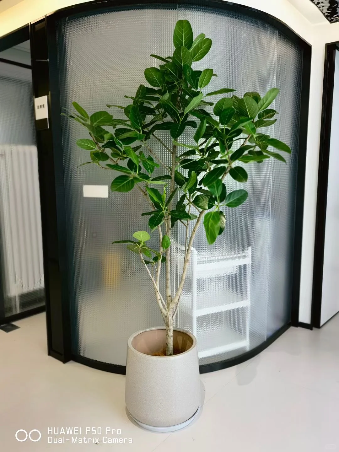 ?神仙办公区高颜值/北京绿植租摆