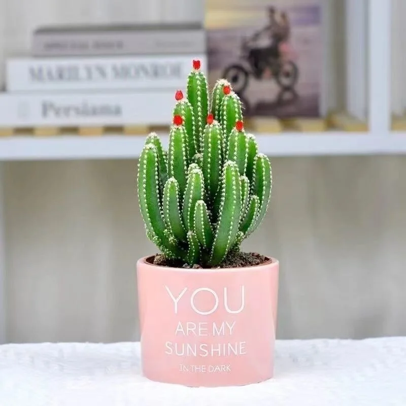 ?开花聚财山仙人掌桌面盆栽?