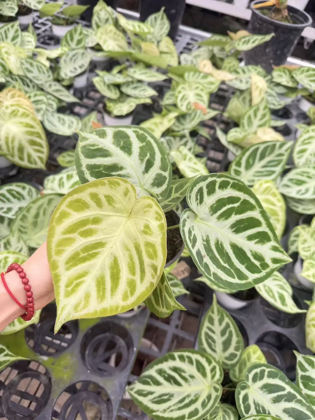 银刷子花烛接批发单，欢迎档口绿植花店询单