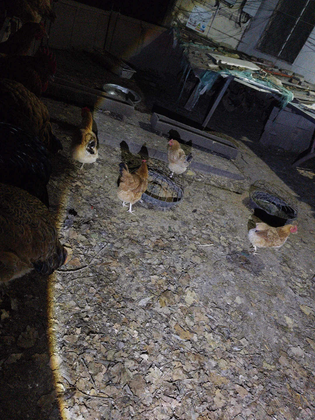 深夜鸡舍的“原住民”，这才是真散养土鸡啊！