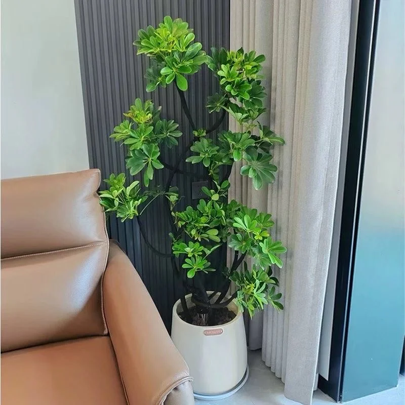 深圳绿植租赁批发同城两小时送达