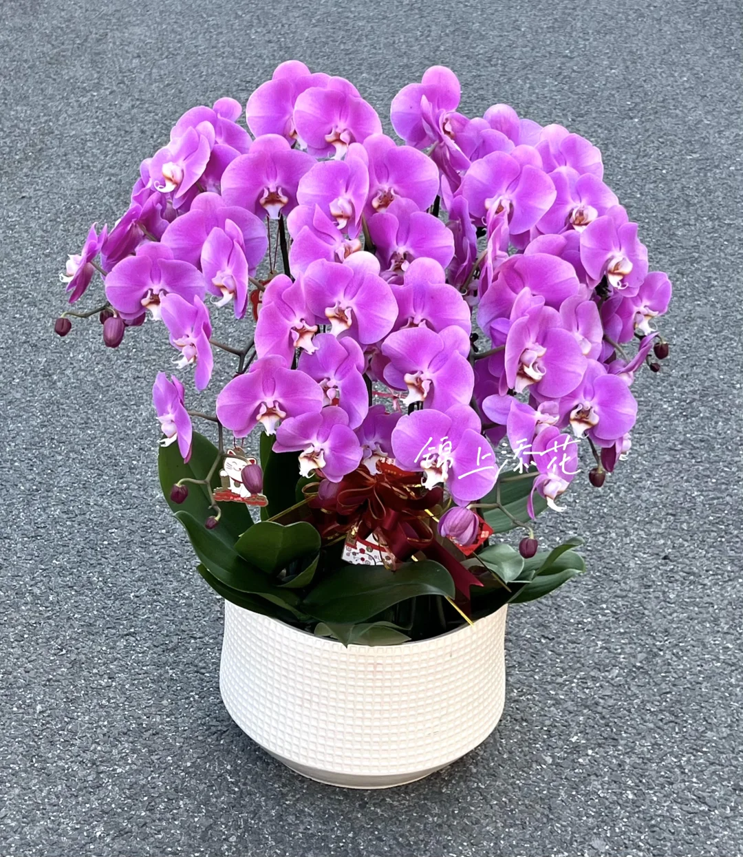 乔迁旺宅首选蝴蝶兰