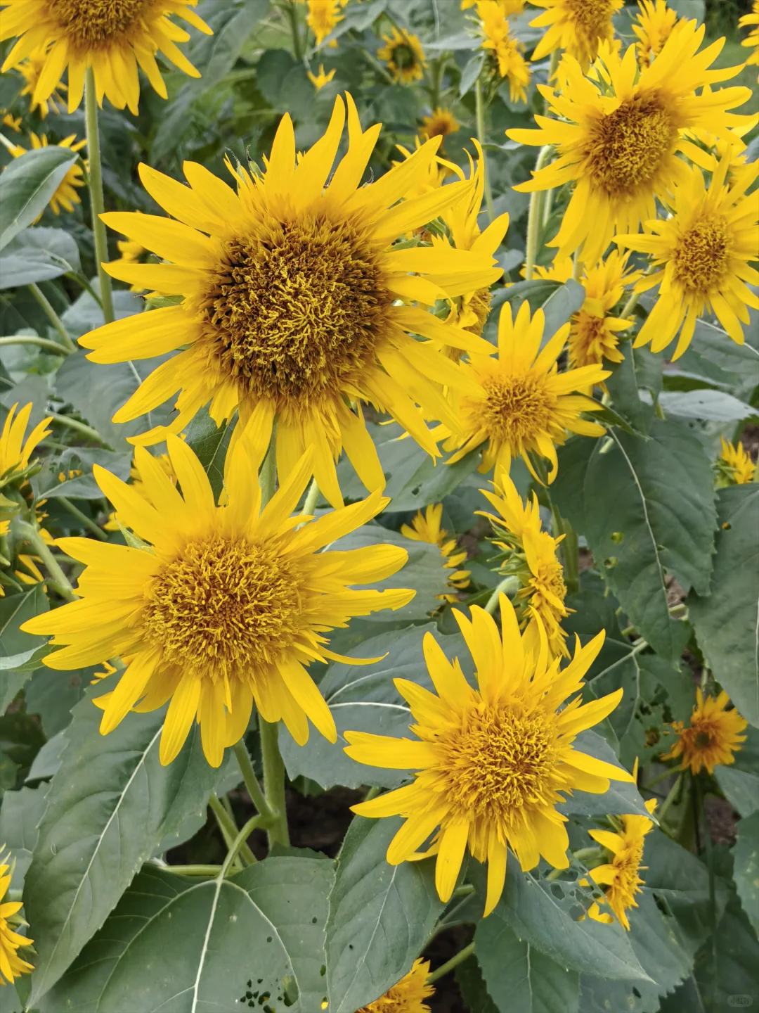 每日一花65: 向日葵