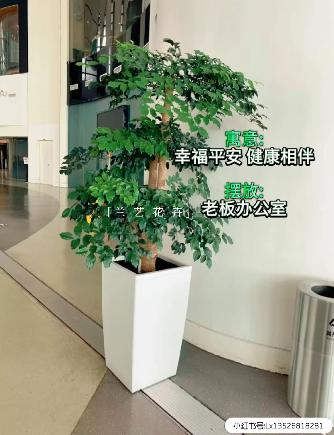 12种办公室大型绿植推荐｜寓意+养护指南