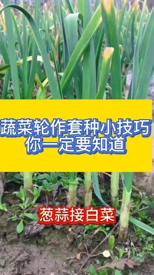快收好10张蔬菜套种图随时备用种好蔬菜