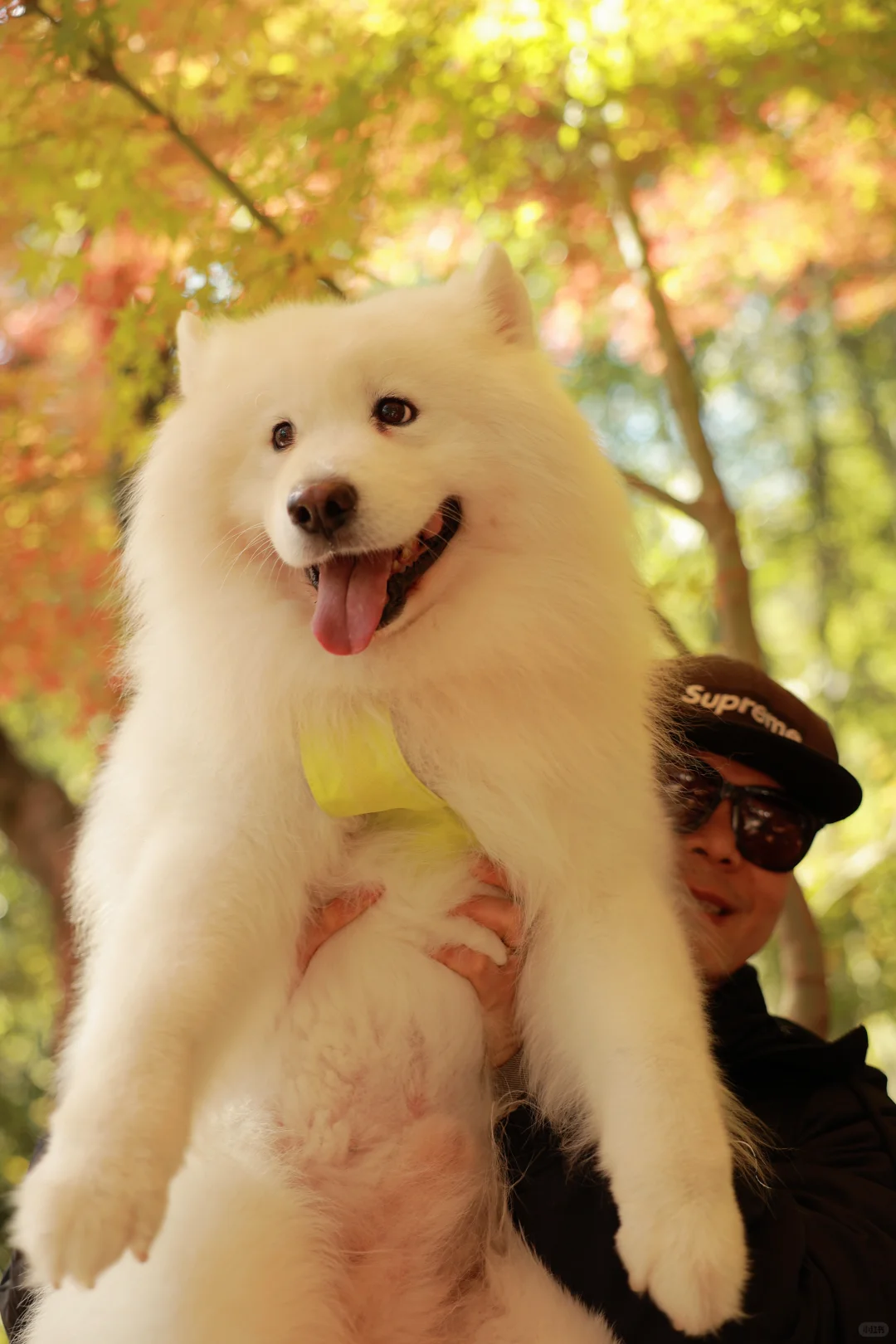 拉夫威尔，让狗狗的每一步都有环保温度