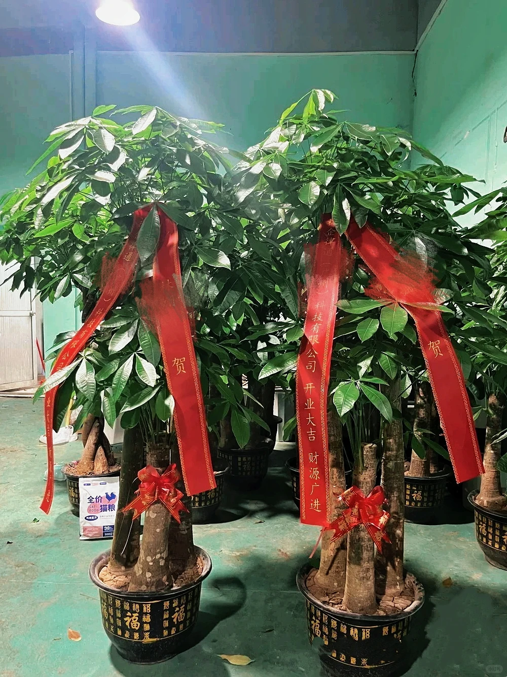 西安乔迁、开业绿植送货上门，让仪式感拉满