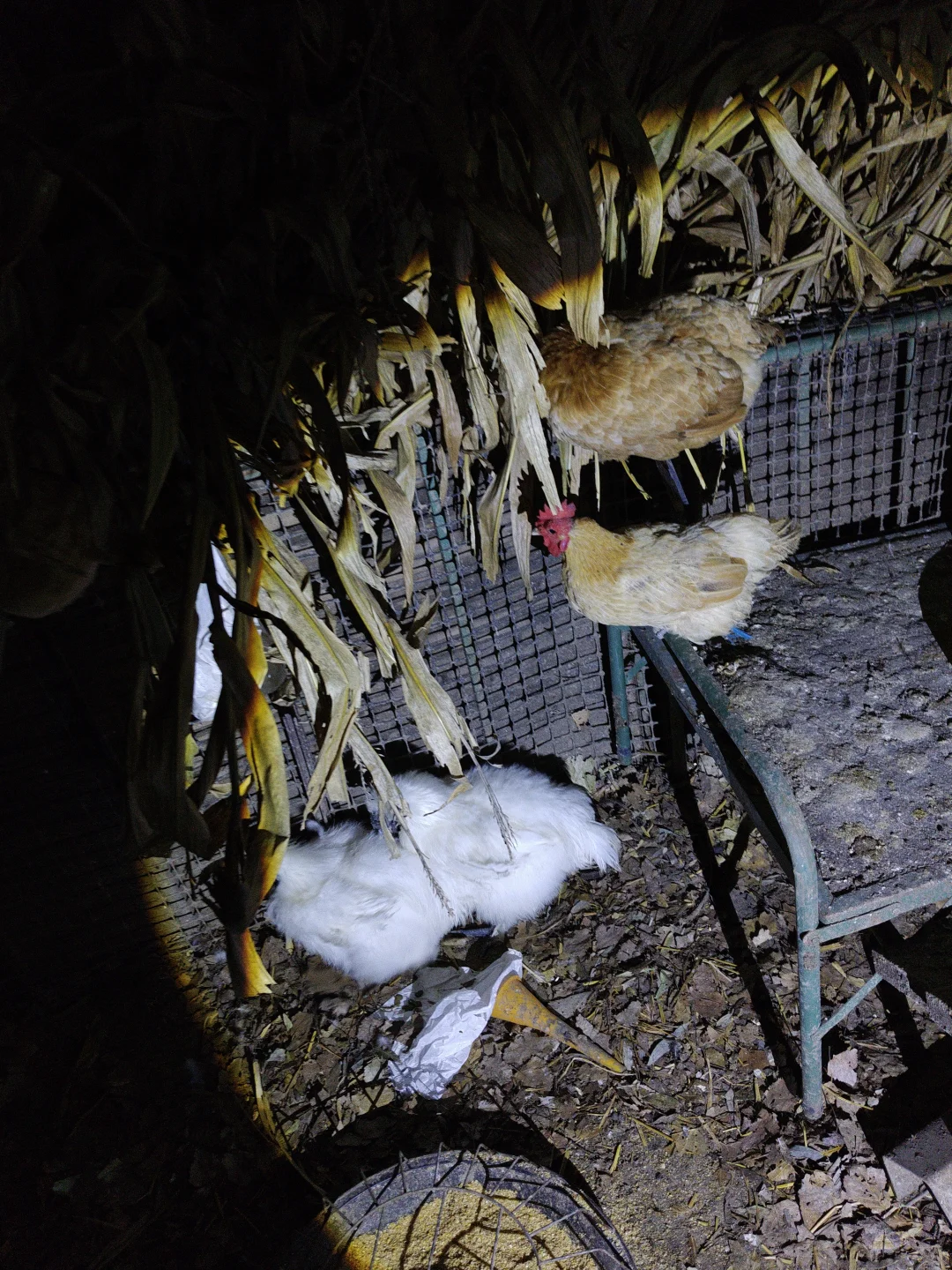深夜鸡舍的“原住民”，这才是真散养土鸡啊！