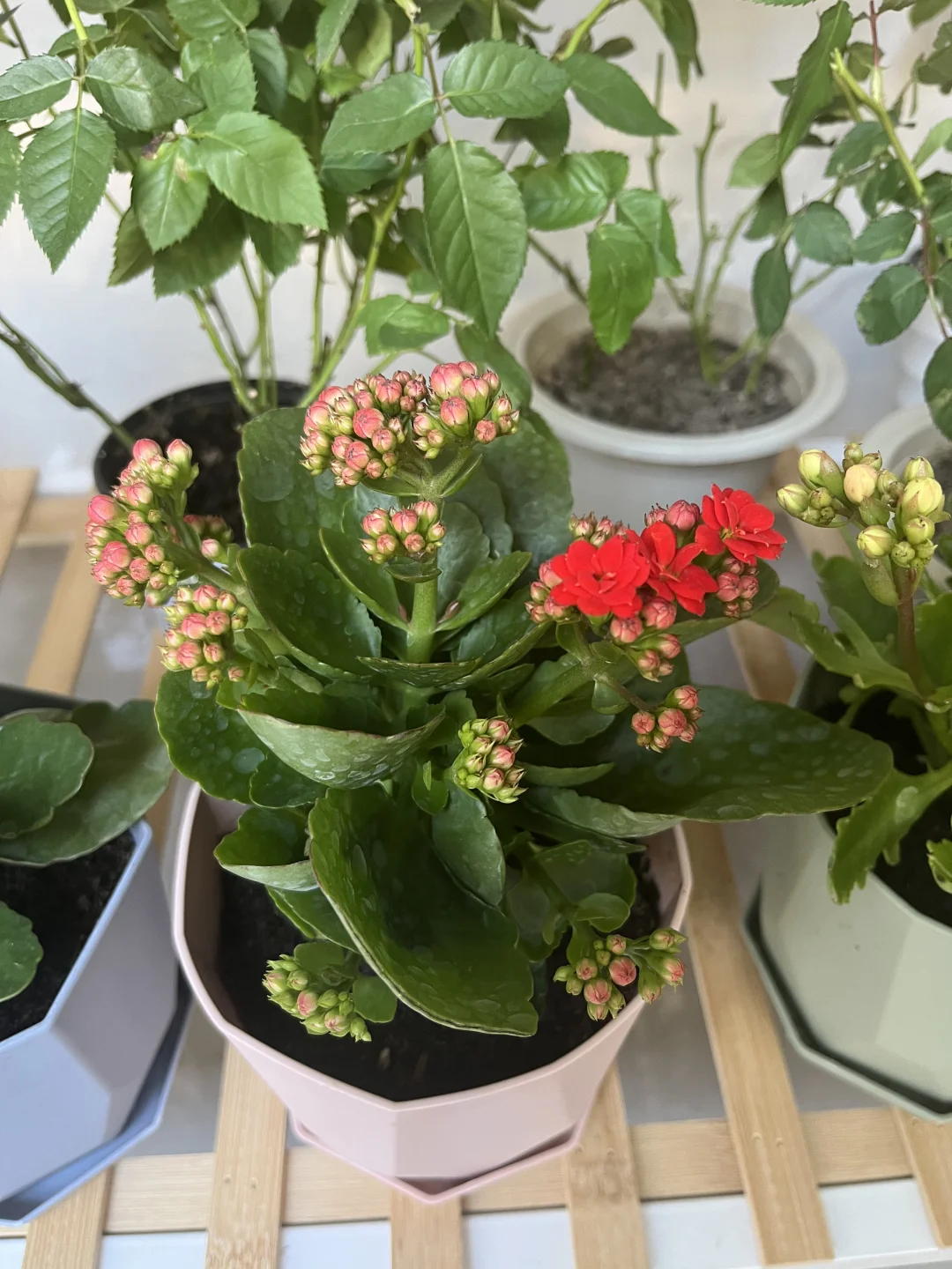 我的阳台小花???！