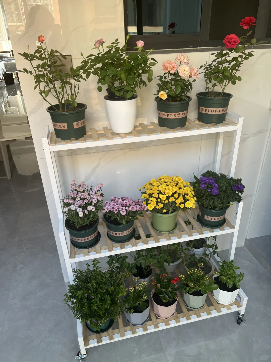 我的阳台小花???！