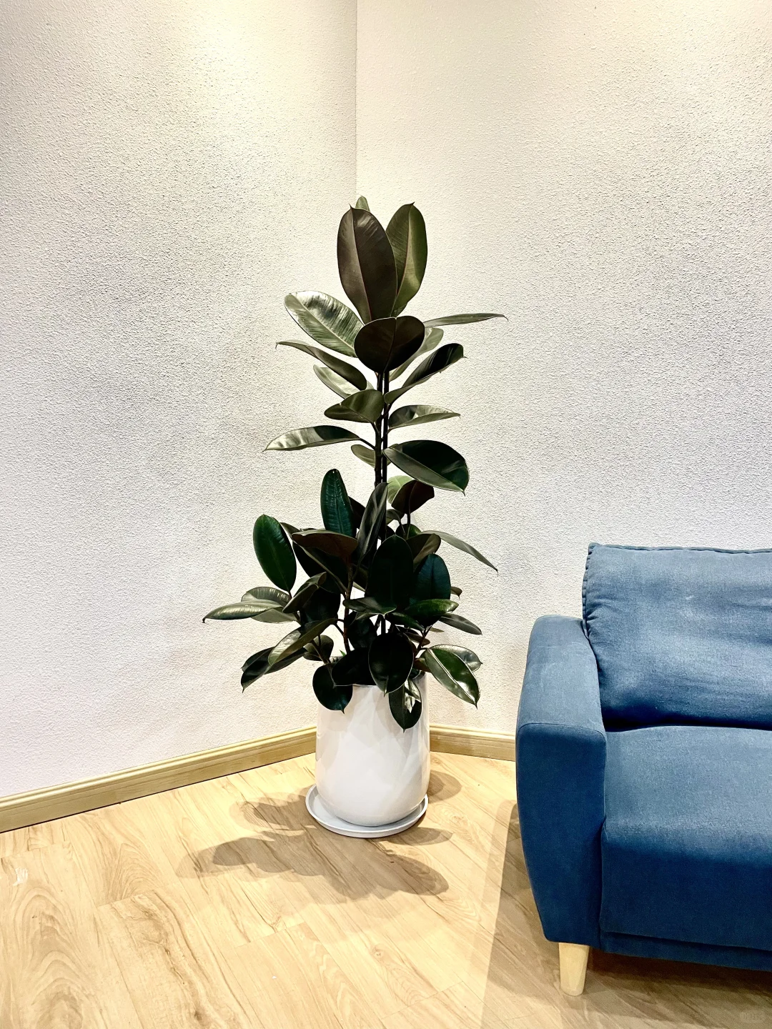 室内落地绿植花卉