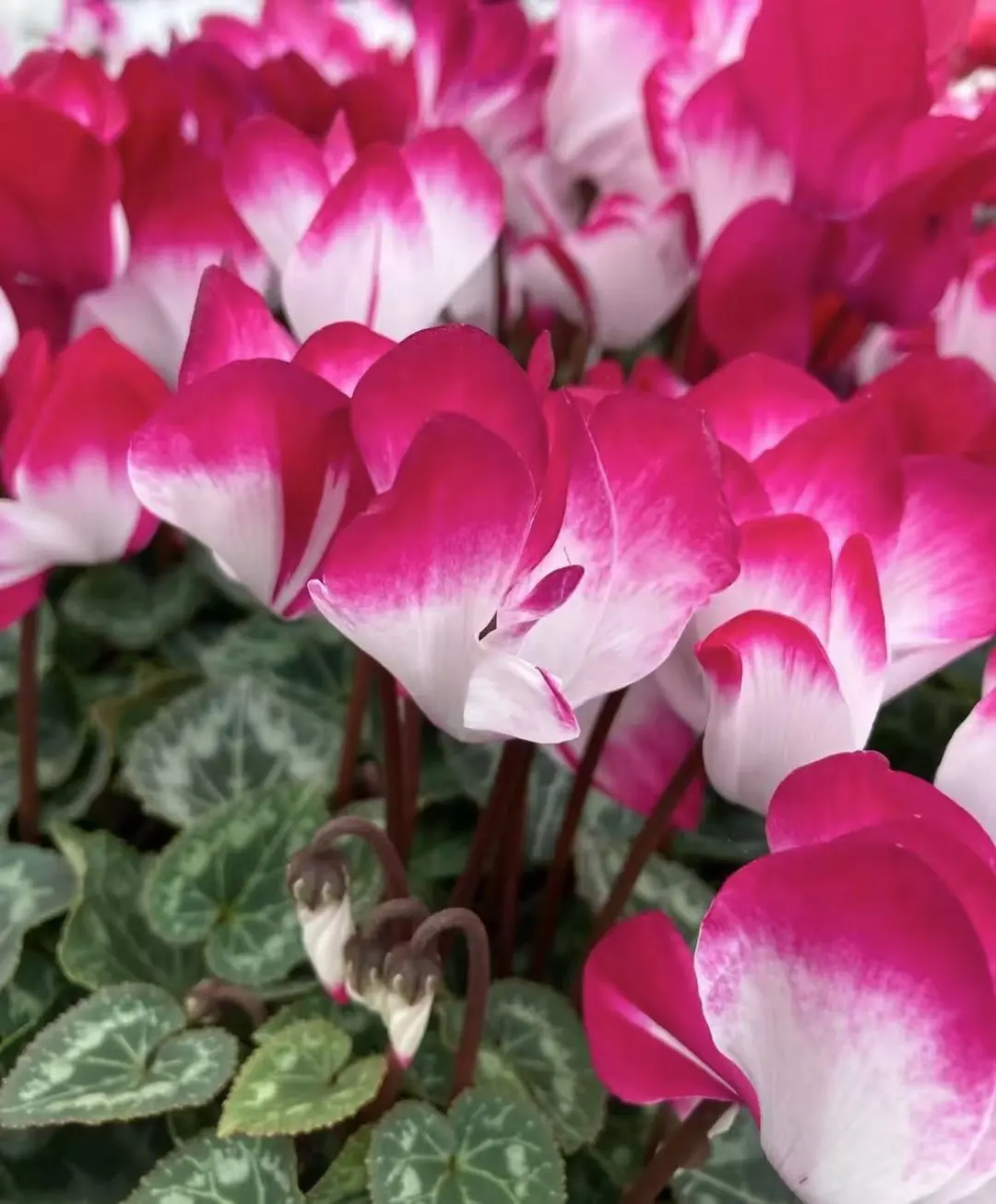 仙客来荷花系列~