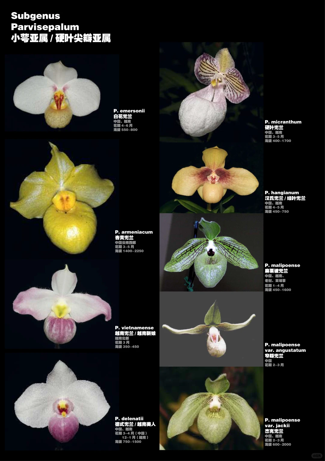 兜兰属植物物种分类图鉴