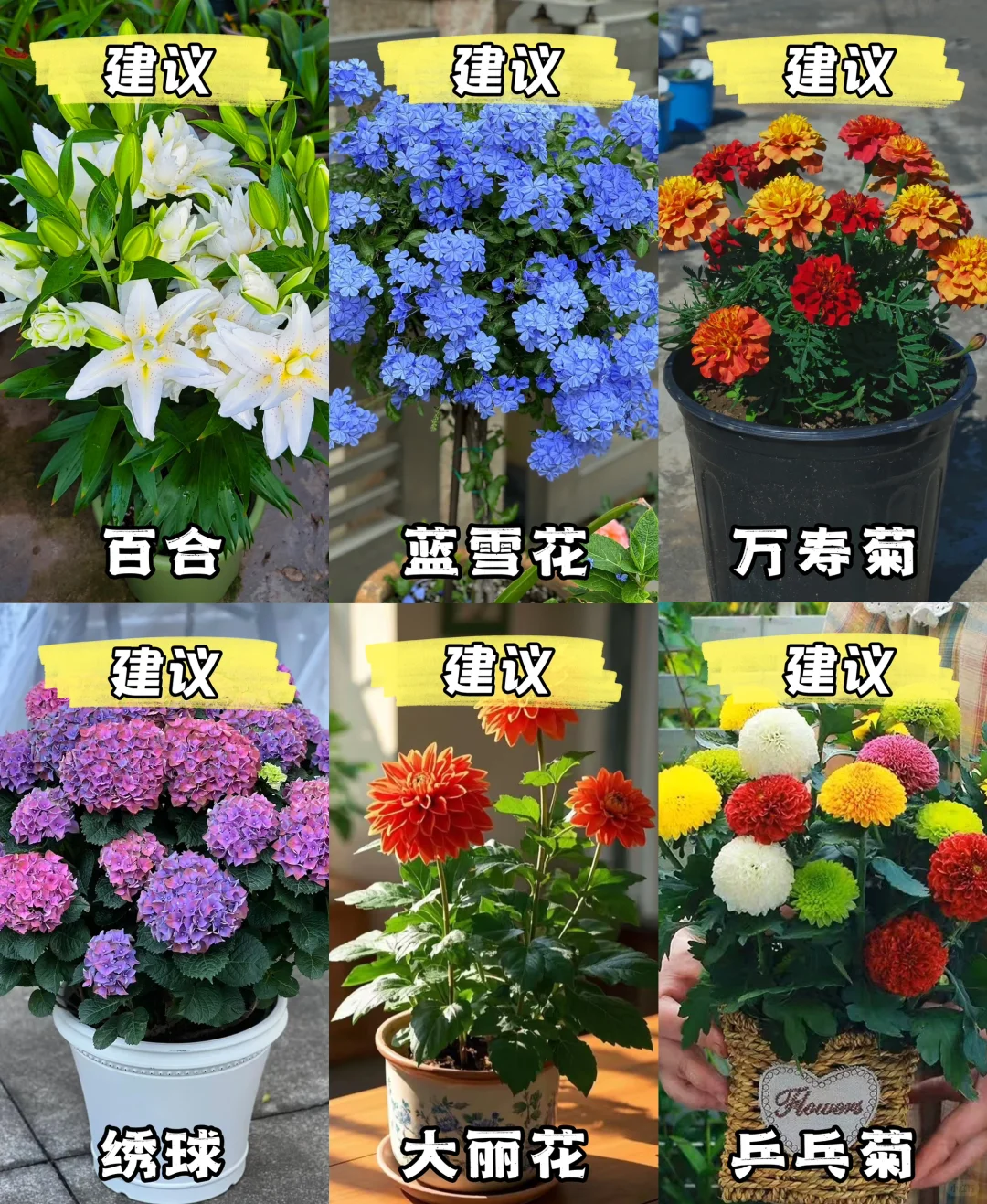 新手小白?｜建议养的花与不建议养的花?