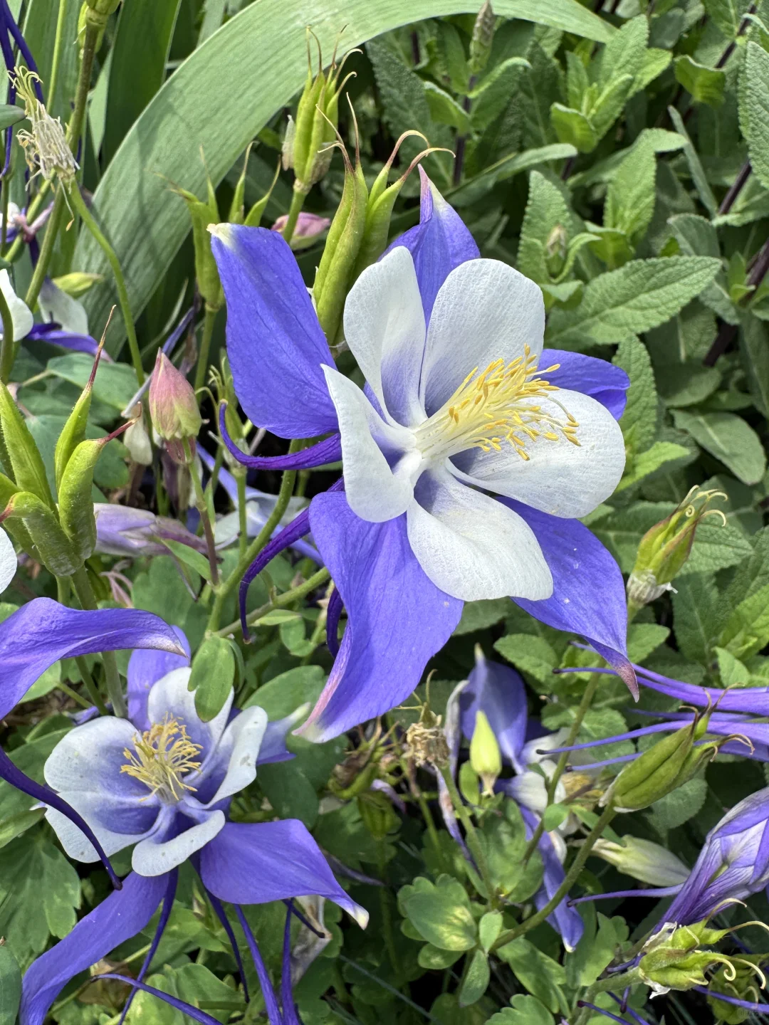 仙气飘飘的耧斗菜