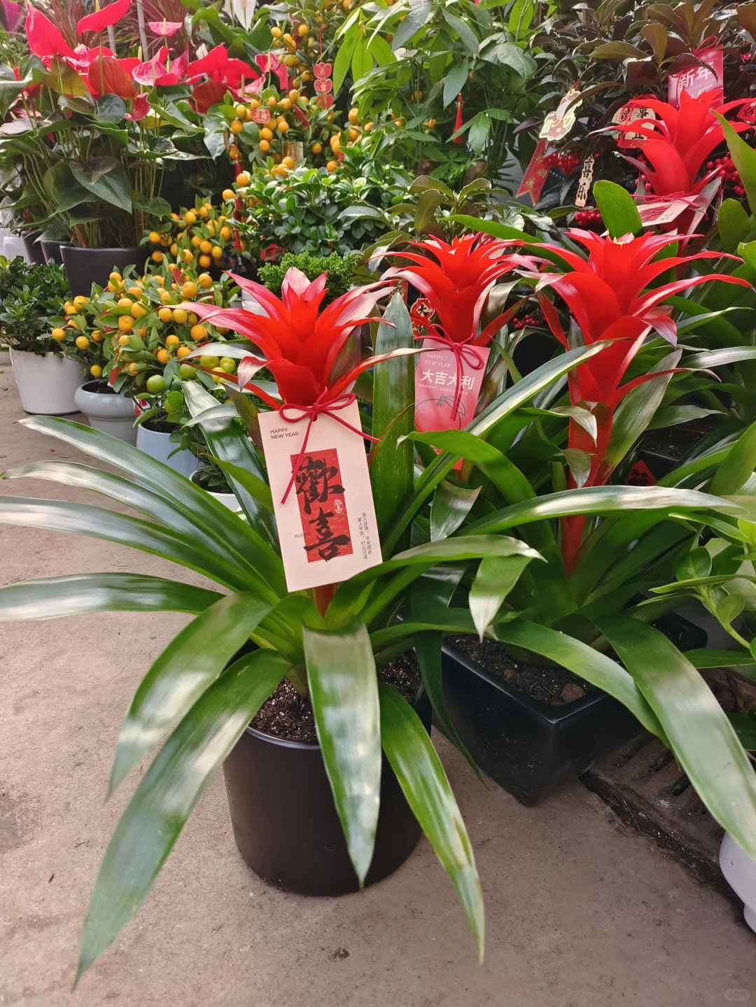 新年快乐?乌鲁木齐绿植盆栽