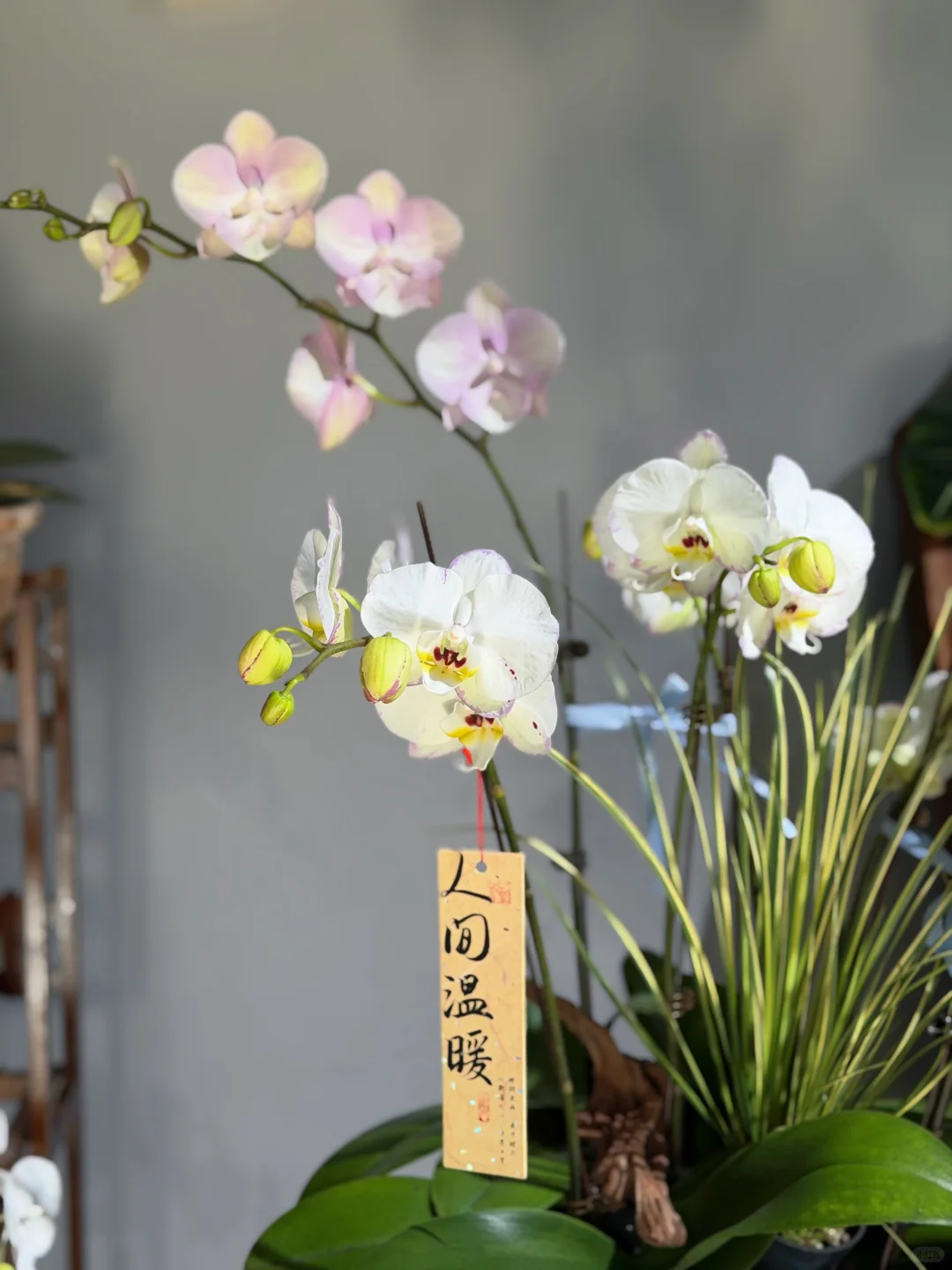 蝴蝶兰自取～潍坊自取！