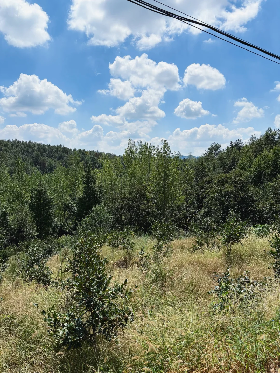 ?6000亩云雾油茶林｜问顶康源溯源之旅