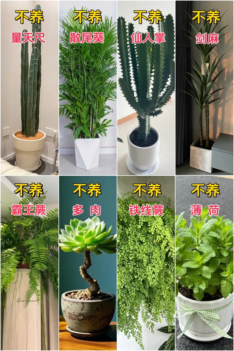 懒人客厅绿植推荐，记得十六养&十六不养