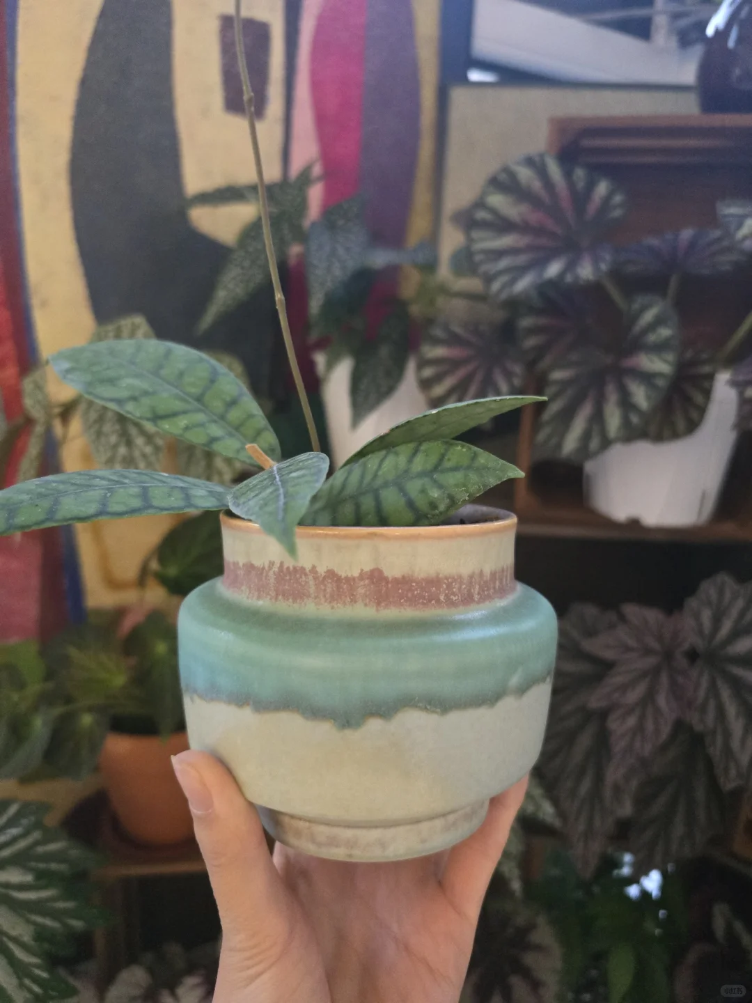 你们买花花了多少钱了