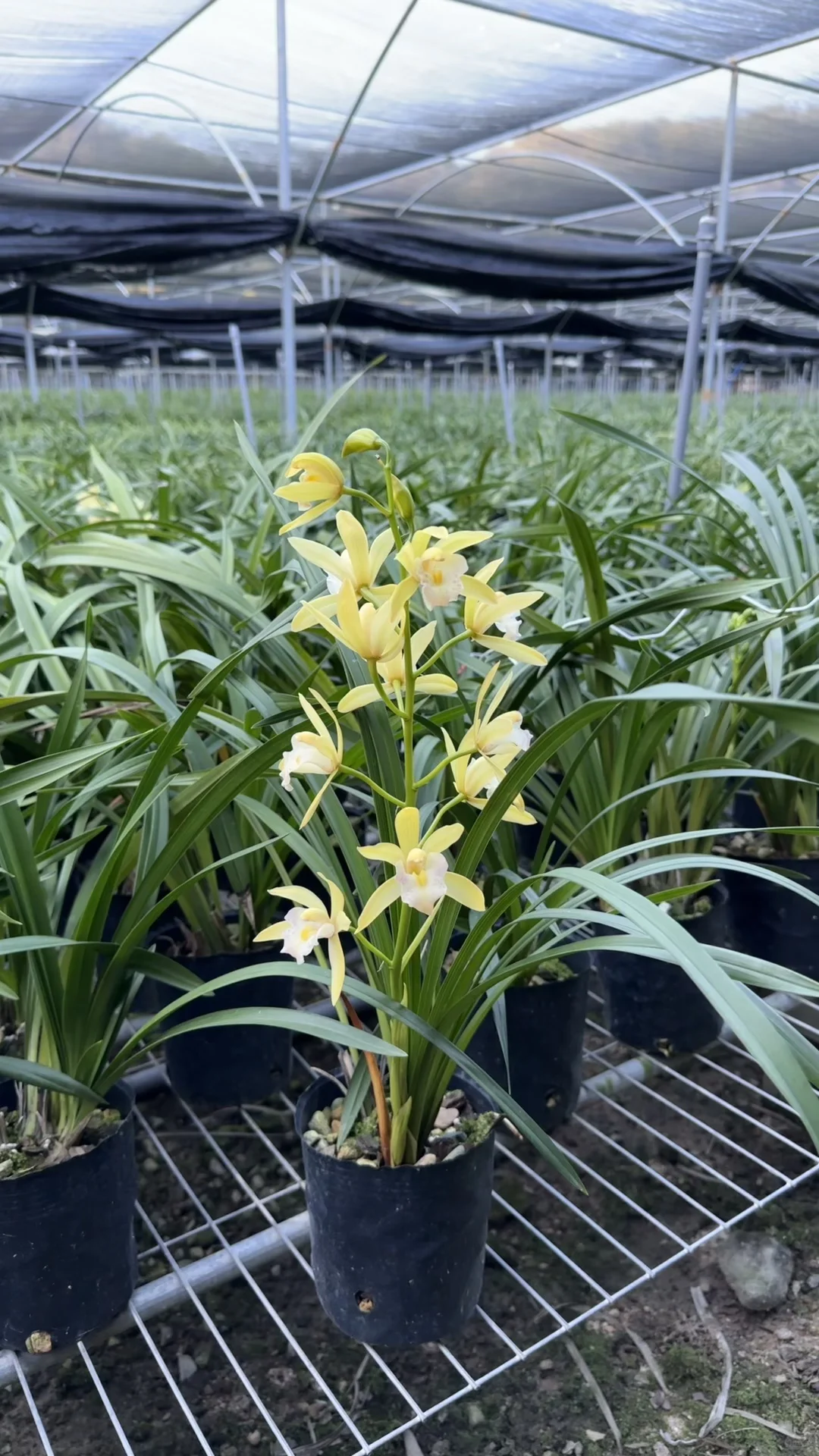 免费送花，有要的联系可邮寄