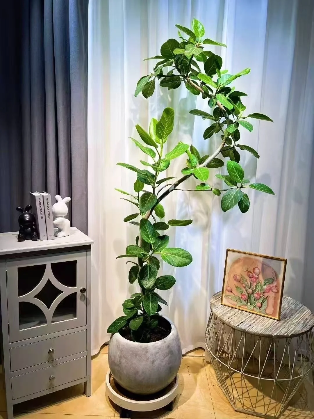 深圳绿植租赁批发同城两小时送达