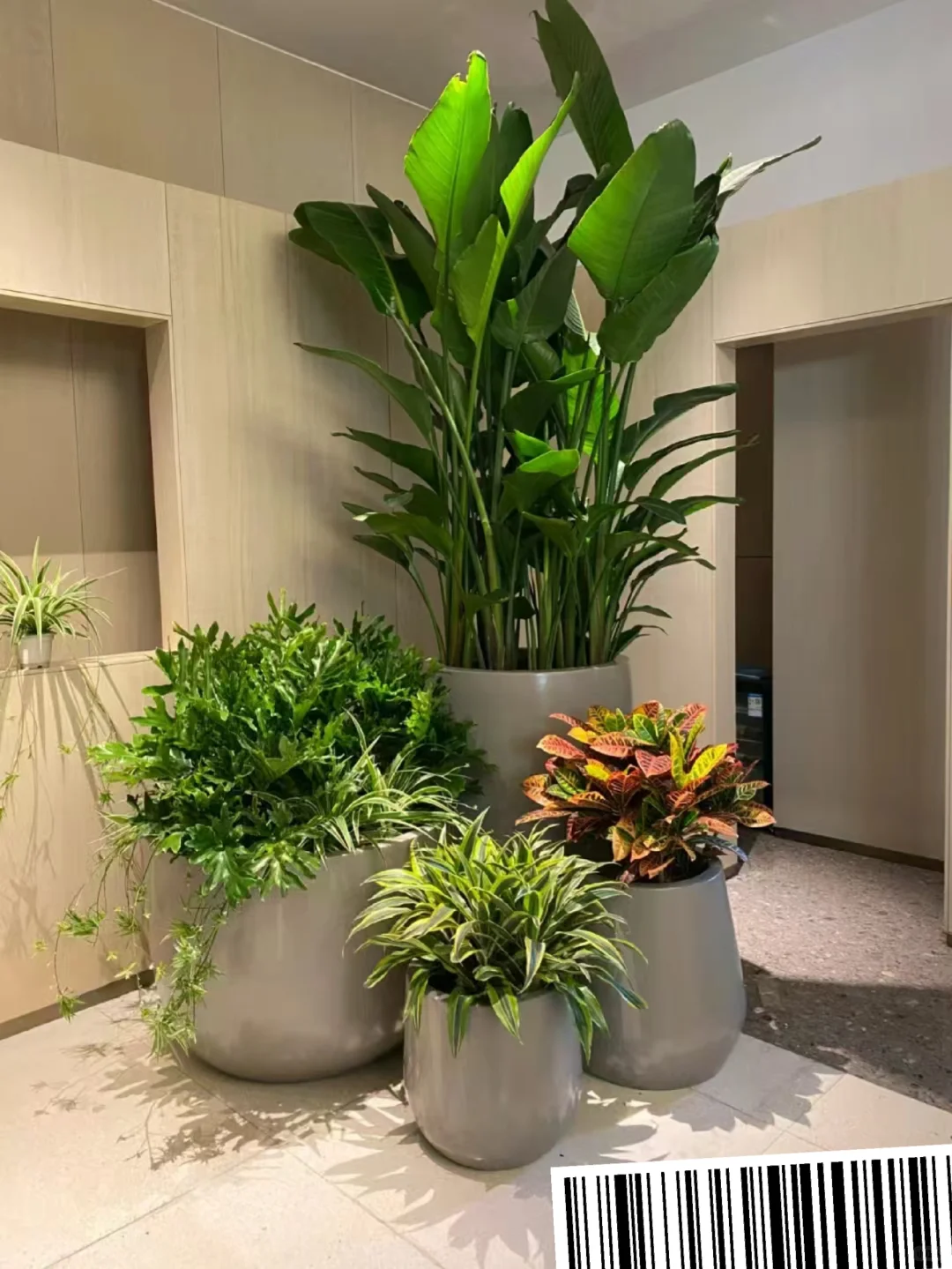 北京办公室绿植租摆