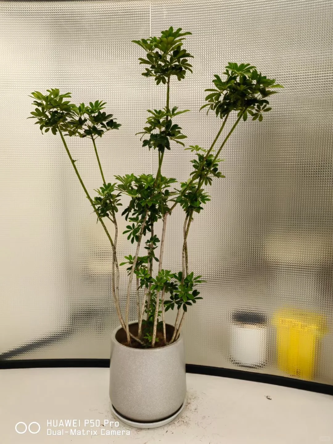 ?神仙办公区高颜值/北京绿植租摆