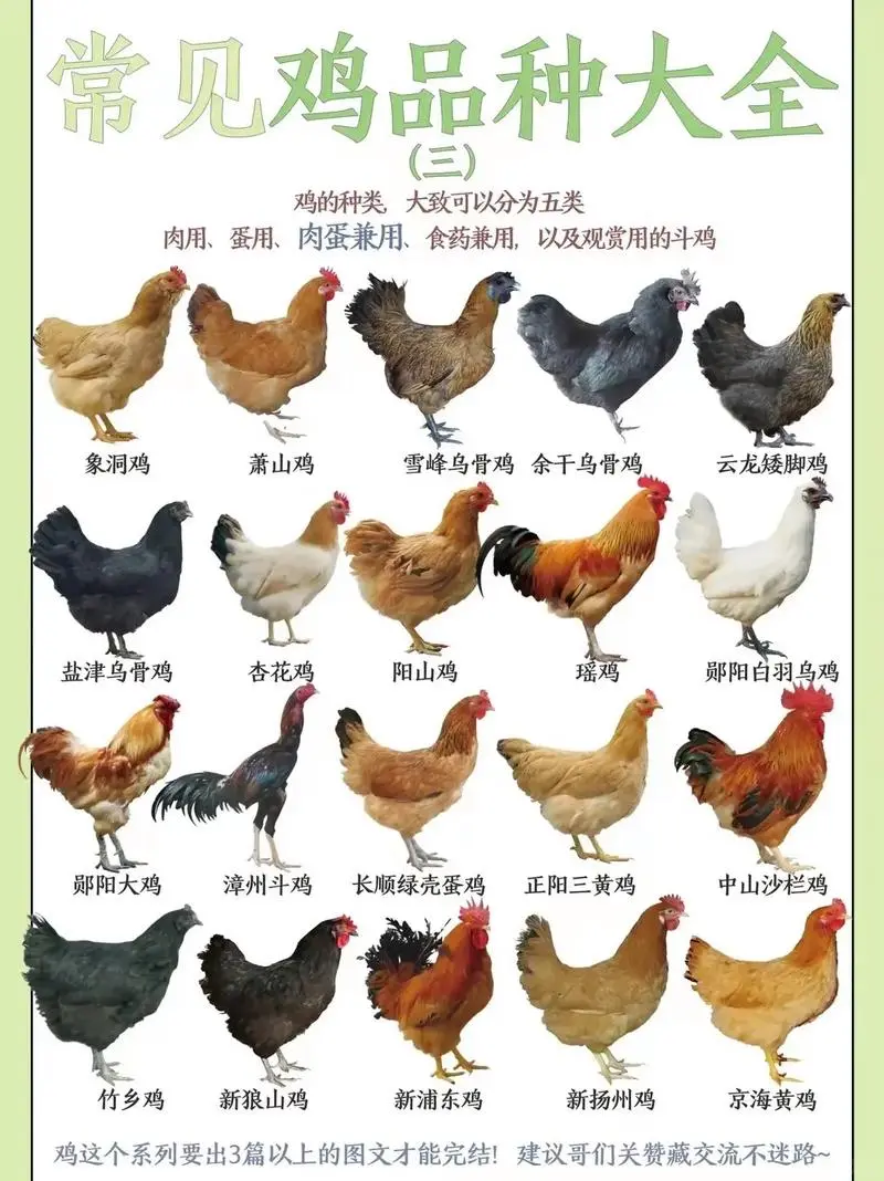 鸡种图鉴三：不止是美味，更是基因库