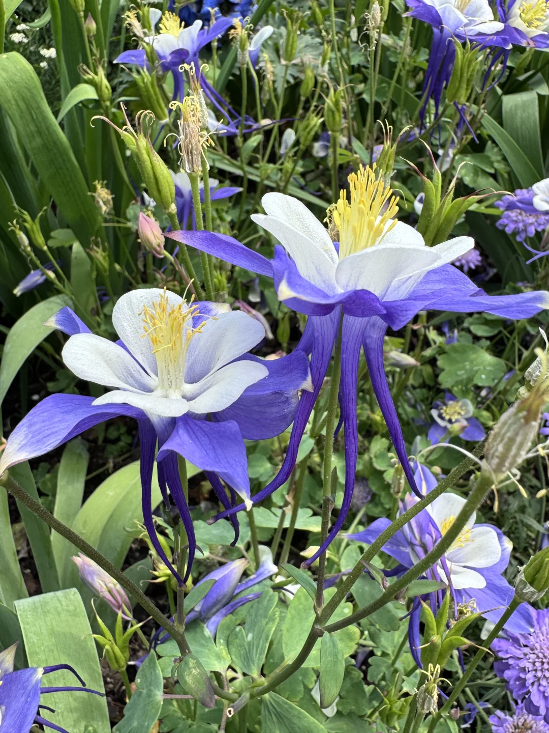 仙气飘飘的耧斗菜