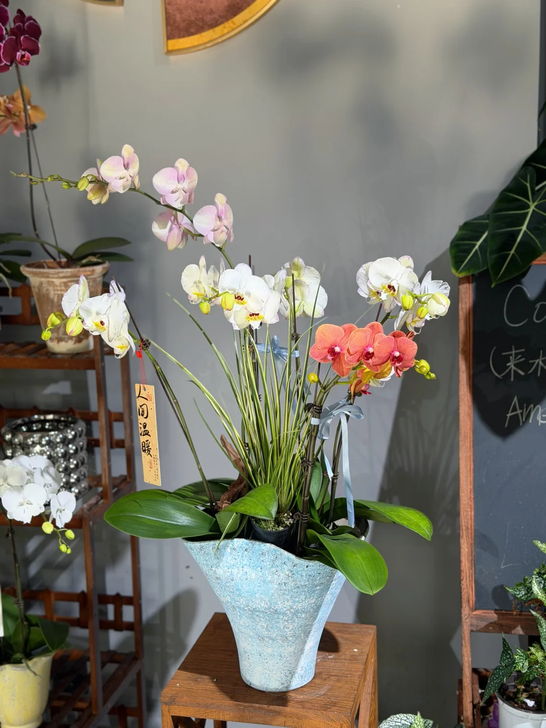 蝴蝶兰自取～潍坊自取！