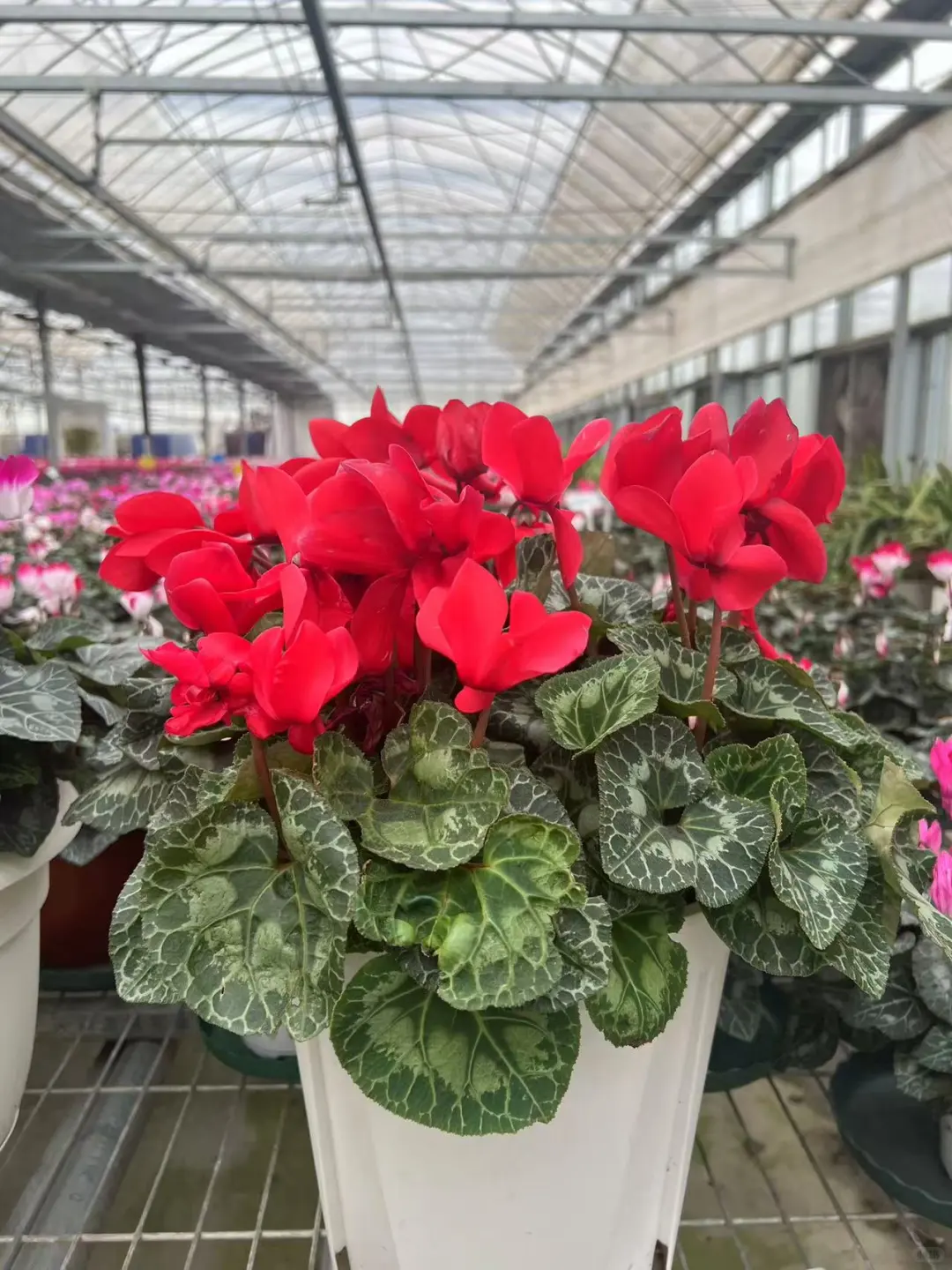 仙客来荷花系列~