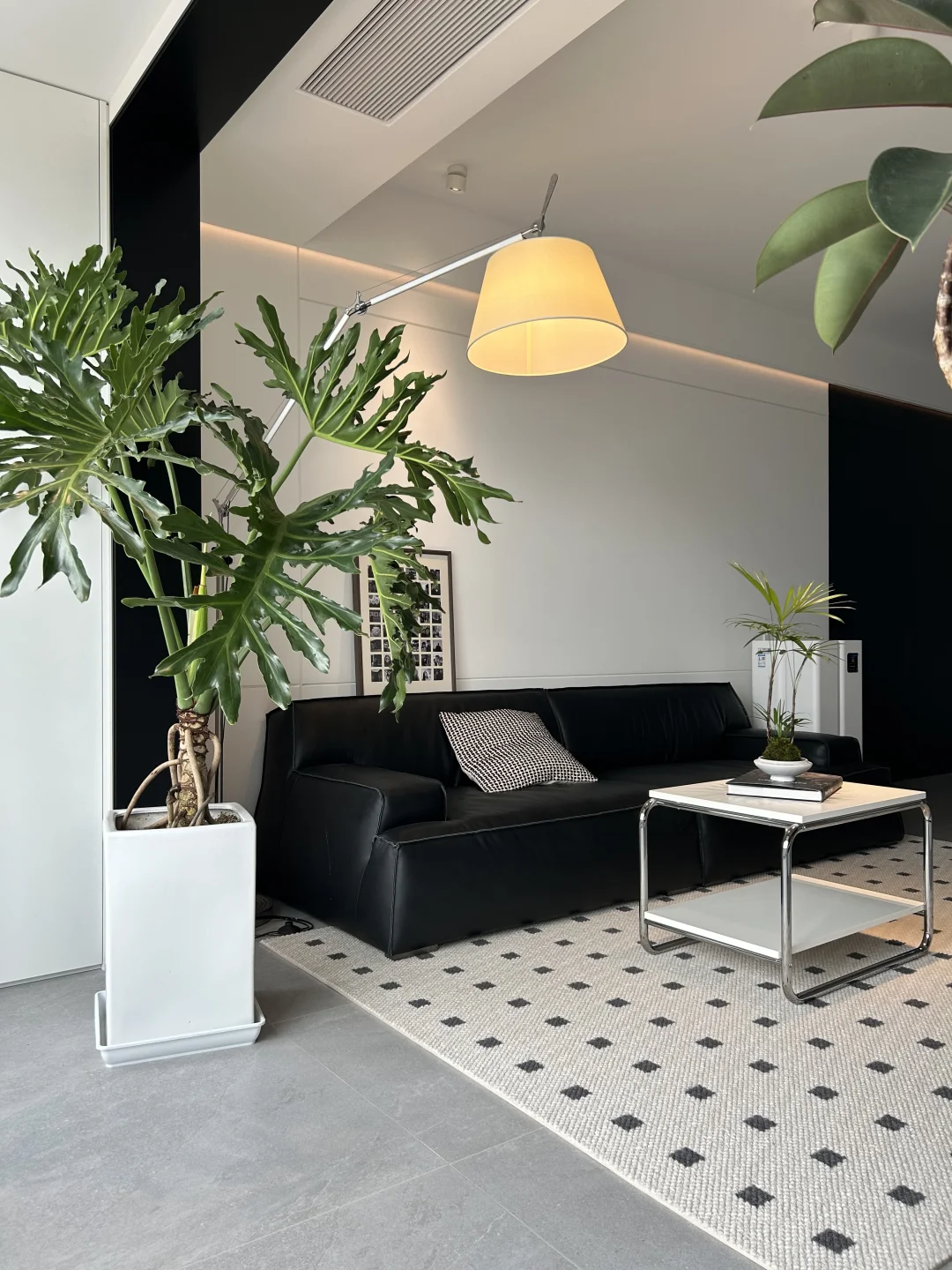 家里不能没有绿植！