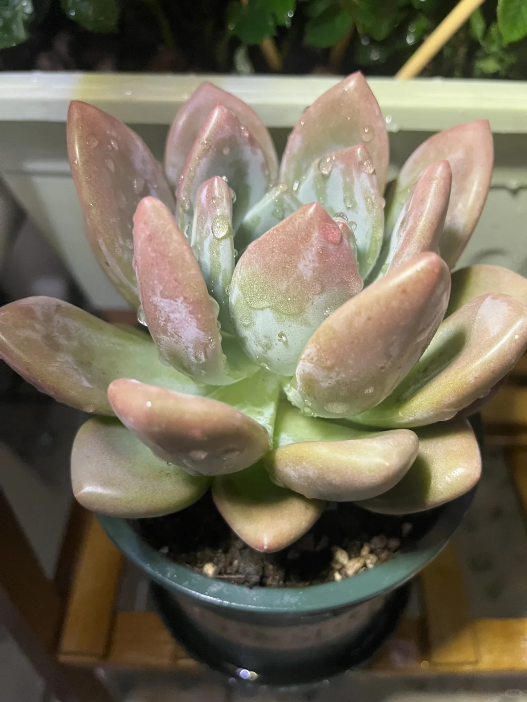 独居 | 一个人养花的治愈时光?