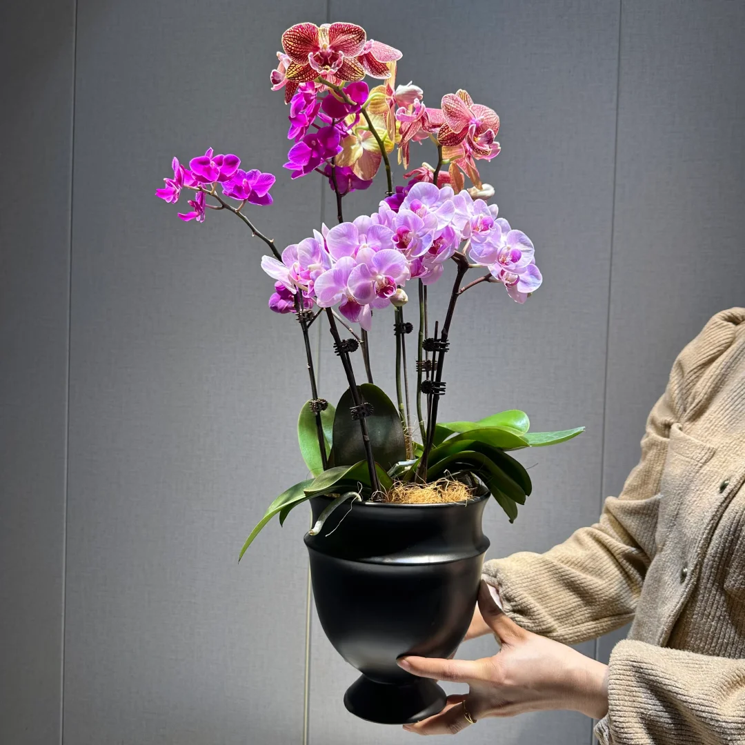 这个蝴蝶兰一盆才100出头