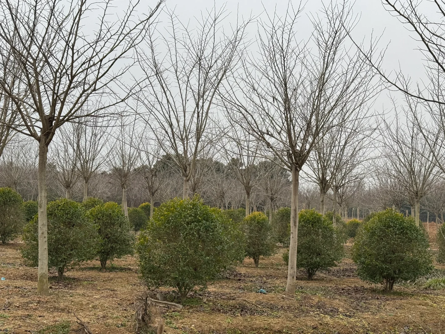 我家近千亩苗圃