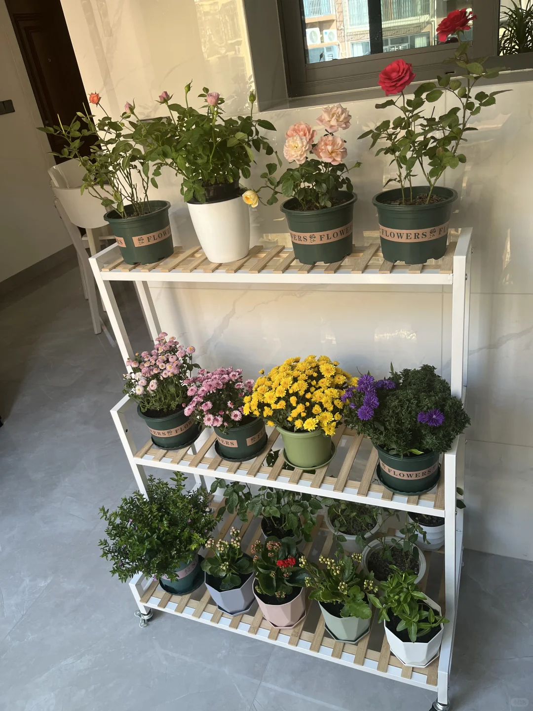 我的阳台小花???！