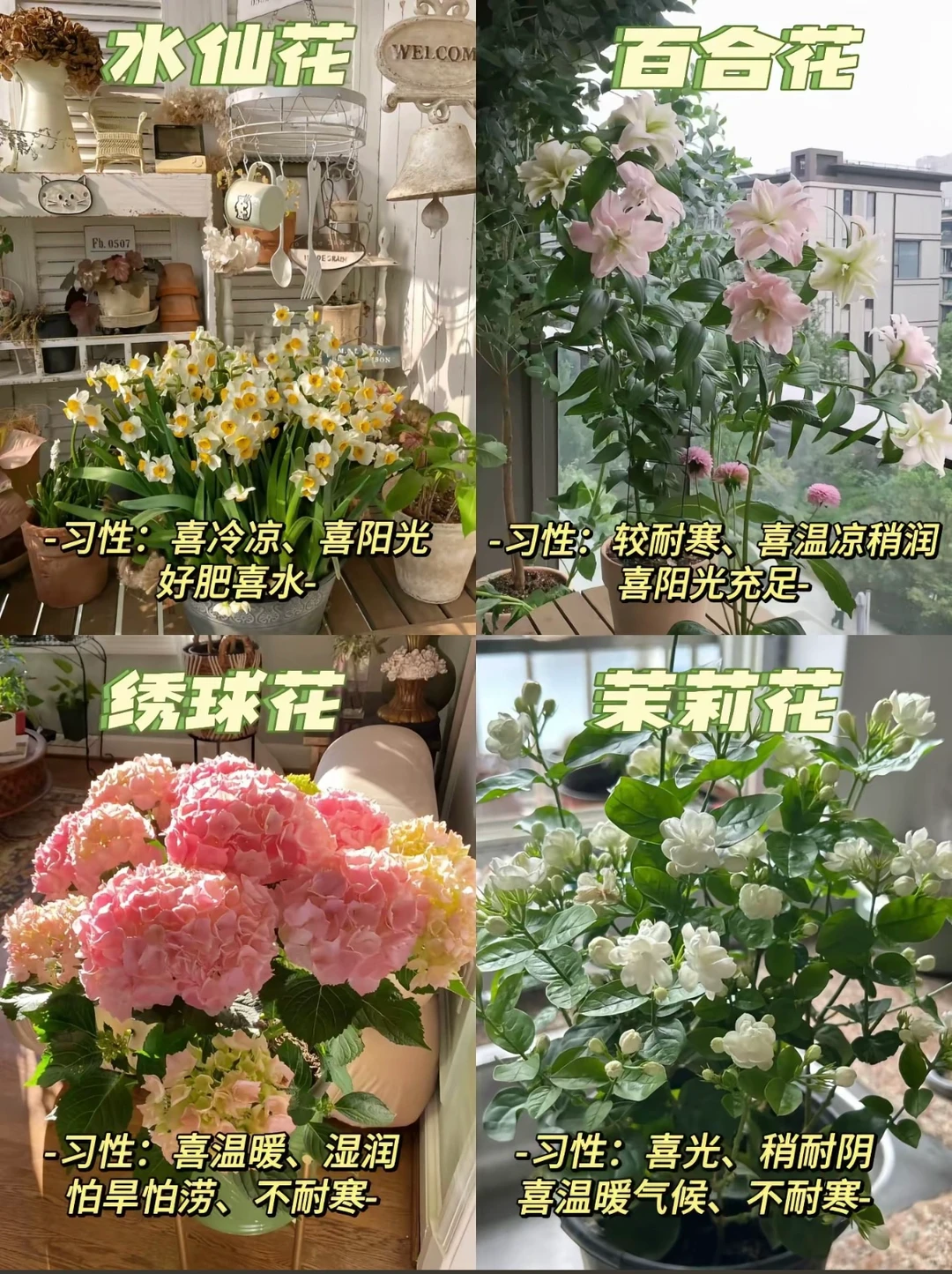 ?超级美丽室内盆栽｜让家秒变ins风小花园?